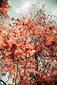 Autumn B1