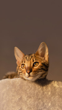 A closeup of a cute kitten on a blurred background