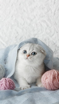 冬季猫咪保暖干货分享