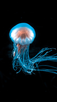 Lions mane jellyfish