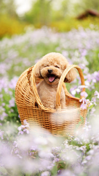 The things about dog picnics 2
