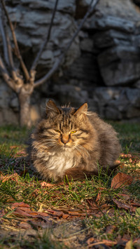 These actions of the cat are for help