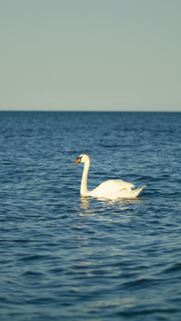 Swans with chicks swimming in the Baltic Sea
