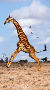 How scary is the giraffe getting mad 79