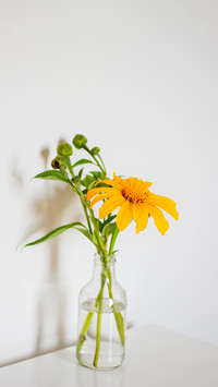 Mexican sunflowers vase on white background