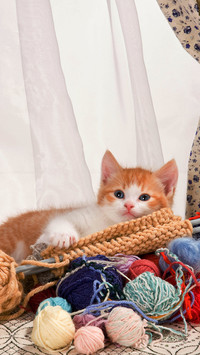Lovely cat-03