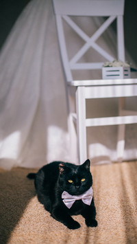 Funny black cat with bow tie. Bridal wedding morning