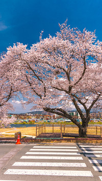 Cherry blossoms in splendor