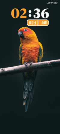 Golden Parrot