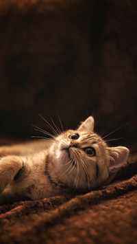 Cat tiger spotted cat english short portrait