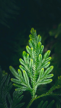 Macro green plants