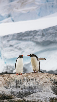 A couple Gentoo Penguins 