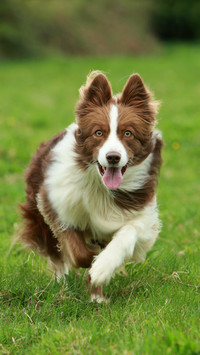 How to calculate the age of pets 04