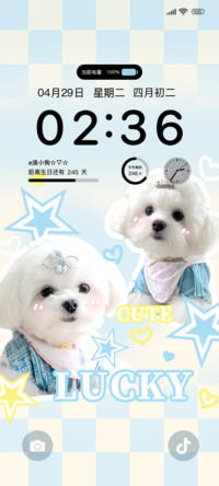 Lucky可爱小狗