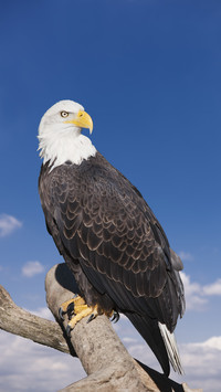 Iconic animals in the united states