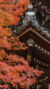 京都红叶季