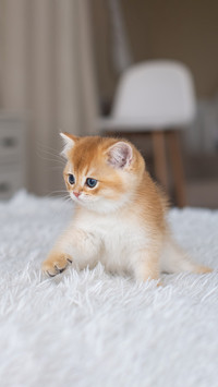 了解猫咪 才能教好猫咪