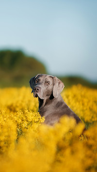 Serious weimaran sitting in a field of flowers