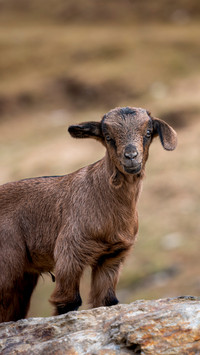 A little lamb standing on a stone