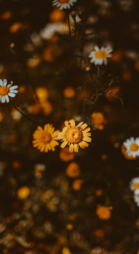 Nature B6 (23)