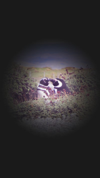 lock_wallpaper