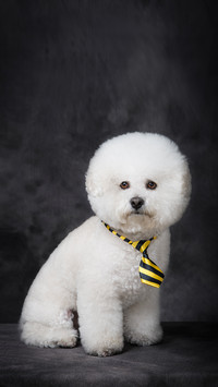 Do Dogs Need Nutritional Products 8