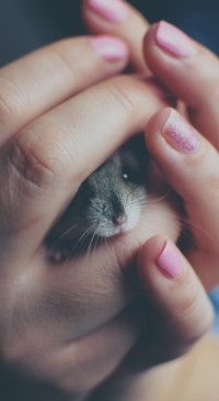 Cute Animals (7)