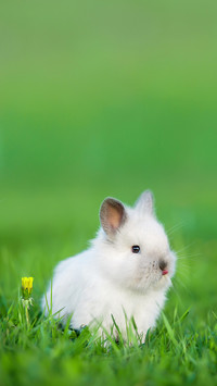 Little Funny Rabbit Showing a Tongue