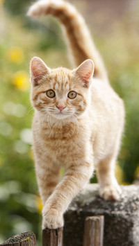 Differences between large cats and ordinary cats 59