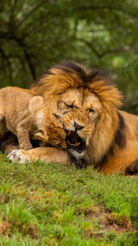 King of the Jungle B2 (7)