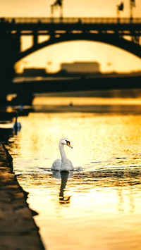 A white swan with golden water surface