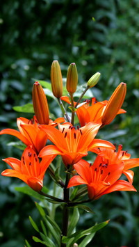 百合花美功效大