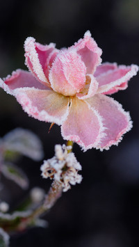 霜降时节