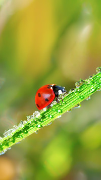 Ladybug