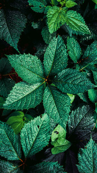 Fresh Green Leaf Wallpaper