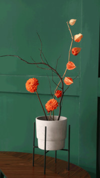 Still life of plants