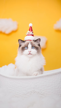 What to do if a cat loses its fur 4