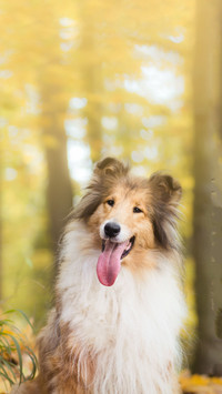 Do you know a miniature sheepdog
