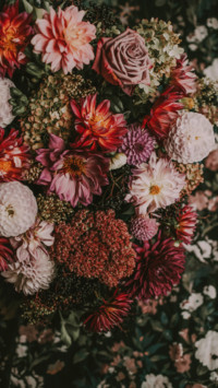 Flowers and Plants (3)