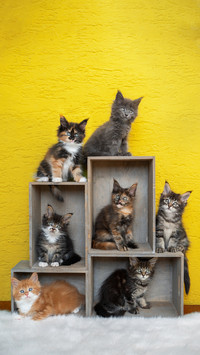 Exclusive Cats for the Twelve Zodiac Signs 4