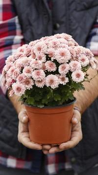 How many of the top ten famous flowers have you raised