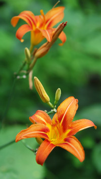 Spring scenery-19