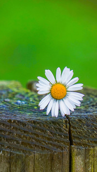 Fresh Daisy