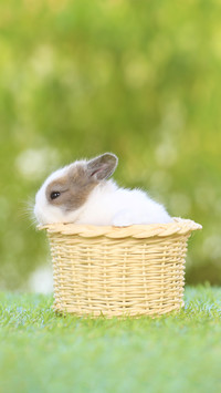 Baby Cute and Adorable Rabbit Sitting on Green Grass