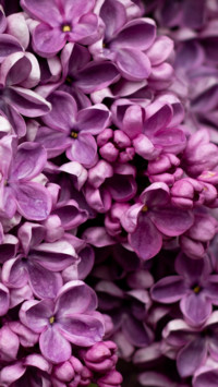 Roses and Lilacs (14)