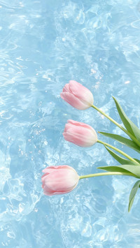 春日浮花