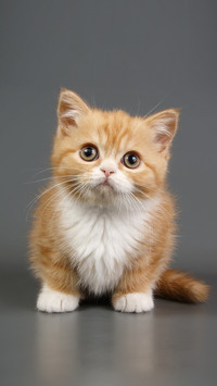 How to solve the cat hair dry