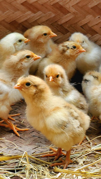 Little hairy chicken