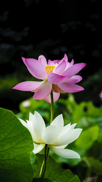 The Wonderful Use of Lotus and Lotus Leaves 3