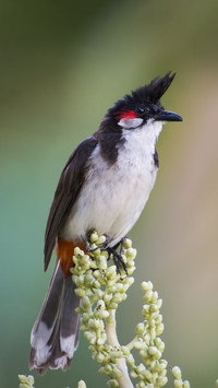 Red-whiskered Bulbul Bird